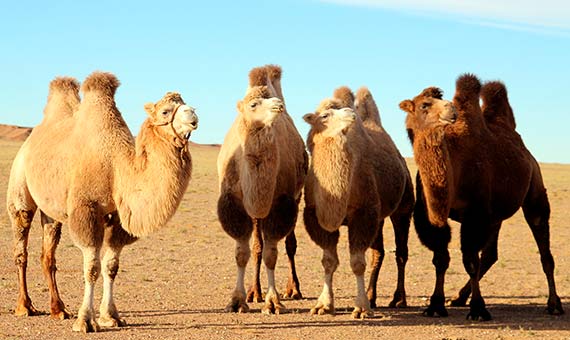 The camel with two humps is a Bactrian and it is in critical danger of extinction. Credit: Ilkerender.