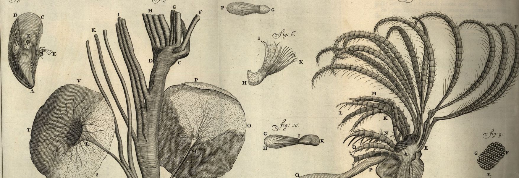 Van Leeuwenhoek, el descubrió la vida microscópica | OpenMind