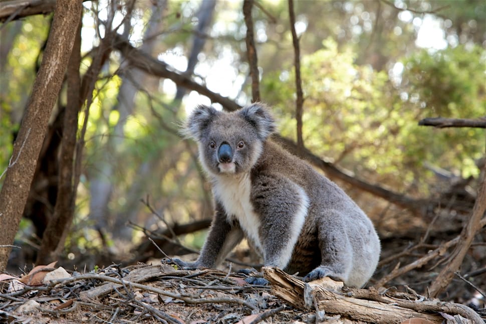 Australia lists koala as an endangered species across most of its range »  Yale Climate Connections