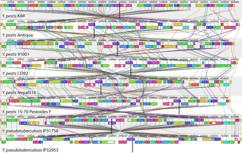 BBVA-OpenMind-Yanes-Cuanto nos parecemos geneticamente a un platano_1 Aún existe hasta un millar de genes similares entre humanos y bacterias, los seres más alejados de nosotros en parentesco evolutivo y a los que nos parecemos menos. Crédito:  Aaron E. Darling, István Miklós, Mark A. Ragan -  MA (2008). "Dynamics of Genome Rearrangement in Bacterial Populations". PLOS Genetics. DOI:10.1371/journal.pgen.1000128.. CC BY 2.5)