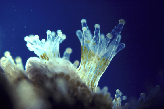 BBVA-OpenMind-Larsen-Puede la ciencia salvar nuestros arrecifes de coral_2 Las diminutas algas marinas zooxanthellae viven en los tejidos de los pólipos coralinos en una relación simbiótica mutuamente beneficiosa. Crédito: Oxford Scientific /Getty Images.