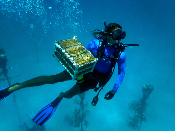 BBVA-OpenMind-Larsen-Puede la ciencia salvar nuestros arrecifes de coral_4 Los investigadores han conseguido congelar y revivir fragmentos de coral mediante un nuevo método denominado vitrificación isocórica. Crédito: Carolyn Cole / Los Angeles Time/ Getty Images.