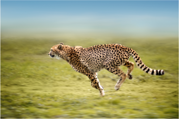 BBVA-OpenMind-Yanes-El gen del tamano y otros secretos biologicos de animales record_4 El animal más rápido en tierra es el guepardo, cuya velocidad máxima real suele cifrarse en torno a los 104 km/h. Crédito: Freder/Getty Images.