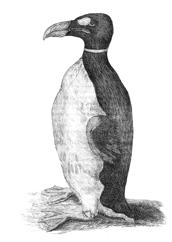 BBVA-OpenMind-Yanes-His massive 400-page catalogue included such rarities as the only known natural representation of a living giant auk, the original Arctic penguin, now extinct; the animal that served as the model was Worm's own pet. Credit: Dominio Público. 