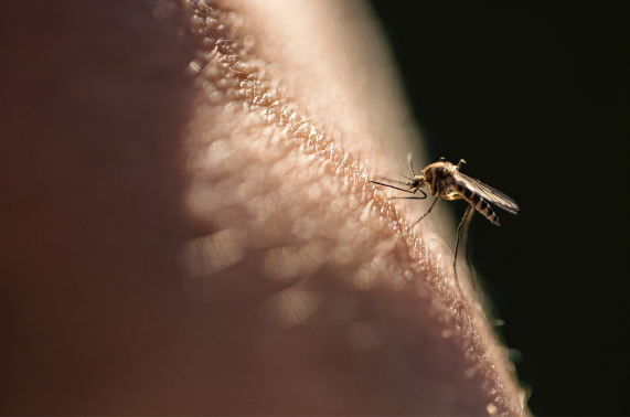 BBVA-OpenMind-Yanes-Por que nos pican los mosquitos pero no a todos por igual_2 Los mosquitos figuran en lo más alto del podio de los animales que más muertes humanas causan, hasta un millón al año. Crédito: Mrs/Getty Images.