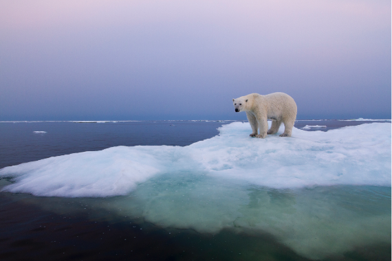 BBVA-OpenMind-Yanes-Se extinguiran los osos polares_2 La Lista Roja de la Unión Internacional para la Conservación de la Naturaleza (IUCN) califica la especie como “vulnerable”; ni amenazada, ni mucho menos críticamente. Crédito: Paul Souders/Getty Images.