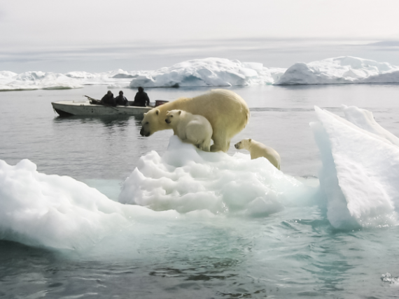 BBVA-OpenMind-Yanes-Se extinguiran los osos polares_4 En el lado positivo, las poblaciones estables en Canadá se han mantenido gracias a los exitosos mecanismos de colaboración entre los científicos y las comunidades inuit. Crédito: avstraliavasin/Getty Images.