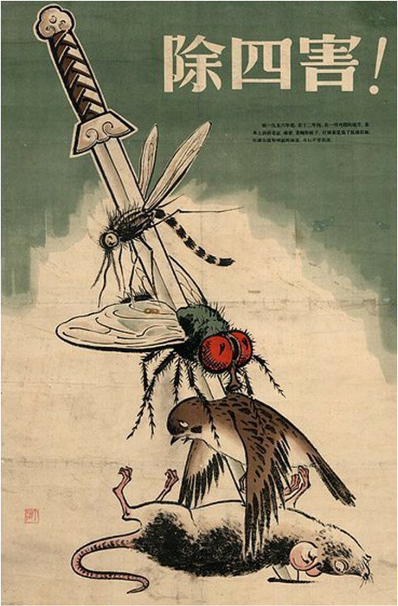The “Four Pests Campaign” which targeted flies, mosquitoes, rats and sparrows led to the exponential growth of locusts, exacerbating ecological problems caused by deforestation and the misuse of pesticides. Credit: China Government.