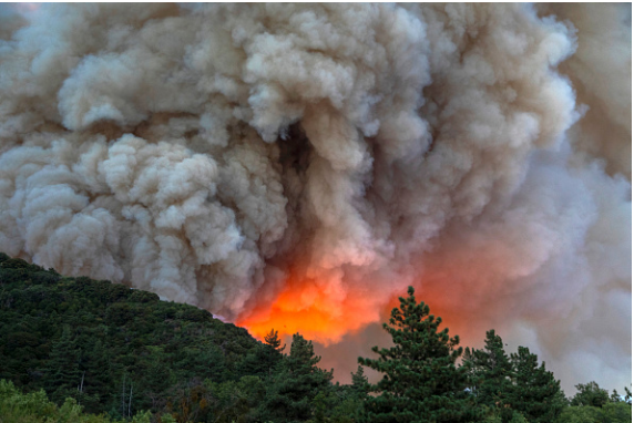 La política de extinción rápida de los incendios forestales de Canadá y Estados Unidos ha dejado involuntariamente los bosques atascados de maleza y otros combustibles secos, provocando incendios más grandes y destructivos. Credit: David McNew / Getty Images.