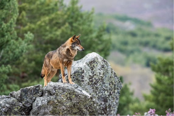 Con la prohibición de la caza y la ausencia de depredadores naturales como el lobo, las poblaciones de ungulados se han disparado y las autoridades de los parques se esfuerzan por controlar su número. Crédito: Miguel A. Quintas V. / 500px / Getty Images.