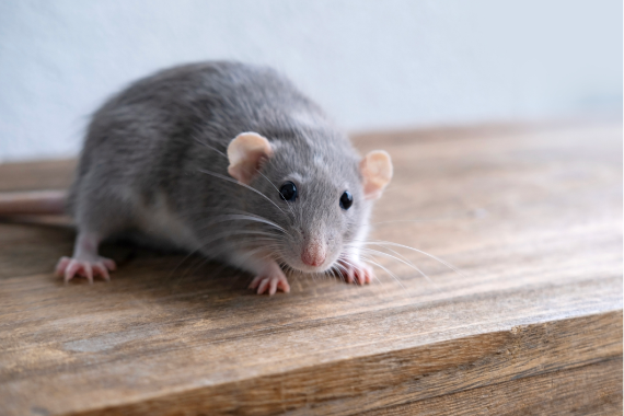 BBVA-OpenMind-Yanes-Los animales y plantas que han construido la ciencia_2 Aunque los ratones son más utilizados, las ratas son los modelos preferidos en los estudios de psicología, así como en investigaciones biomédicas en las que los órganos de mayor tamaño de la rata son una ventaja. Crédito: Victor Golmer / iStock / Getty Images Plus.
