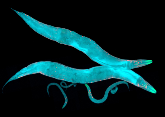 BBVA-OpenMind-Yanes-Los animales y plantas que han construido la ciencia_4 La facilidad de cría, manejo y modificación genética del C. elegans, uno de los organismos más simples con sistema nervioso, lo ha convertido en el modelo animal mejor conocido. Crédito: HeitiPaves/ iStock / Getty Images Plus.